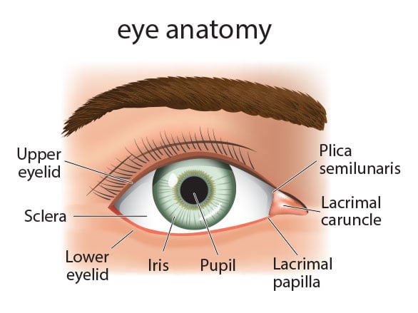 Diagram of basic surface anatomy of the eye and the surrounding area including the upper and lower eyelids. The anatomy is that of a young, healthy eye still unafflicted by age.